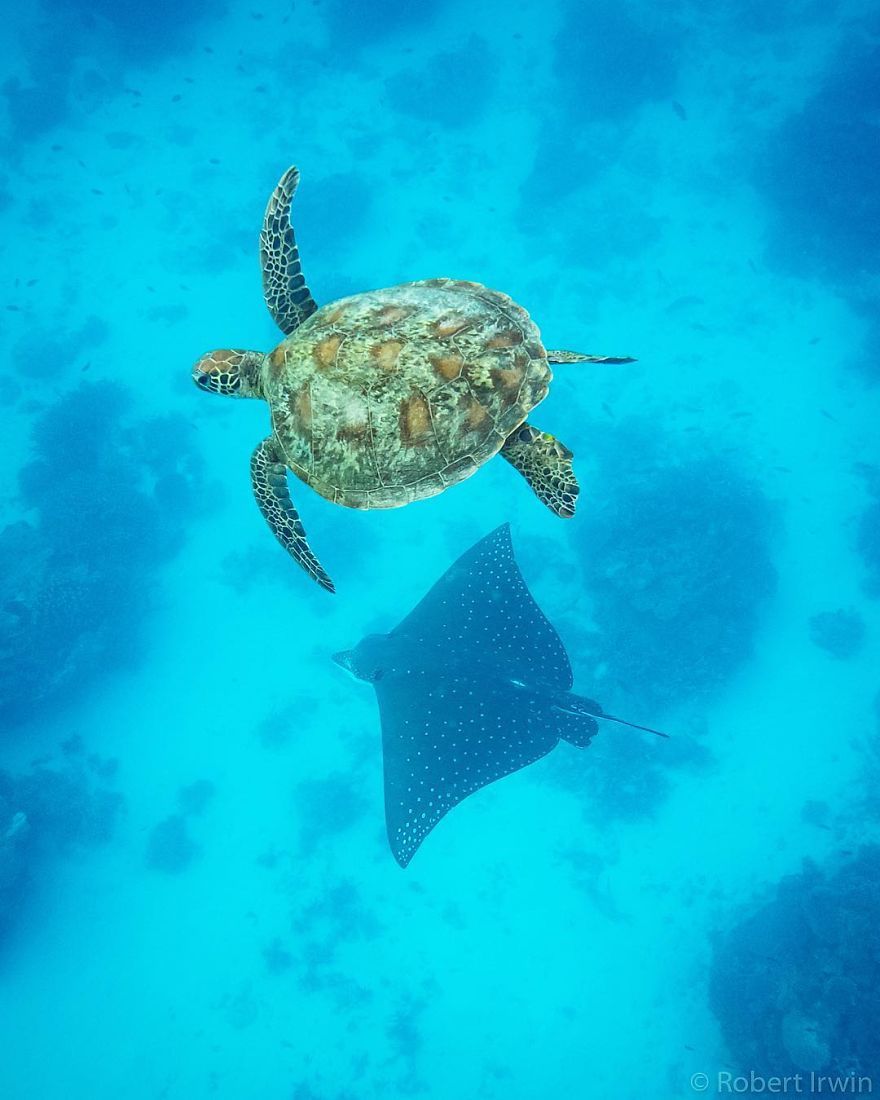 Le fils de 14 ans de Steve Irwin est un photographe primé et voici 40 photos pour le prouver ! By Ipnoze.com                       Robert-irwin-photographie-011