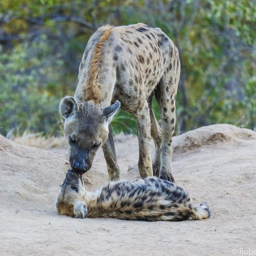 Le fils de 14 ans de Steve Irwin est un photographe primé et voici 40 photos pour le prouver ! By Ipnoze.com                       Robert-irwin-photographie-012