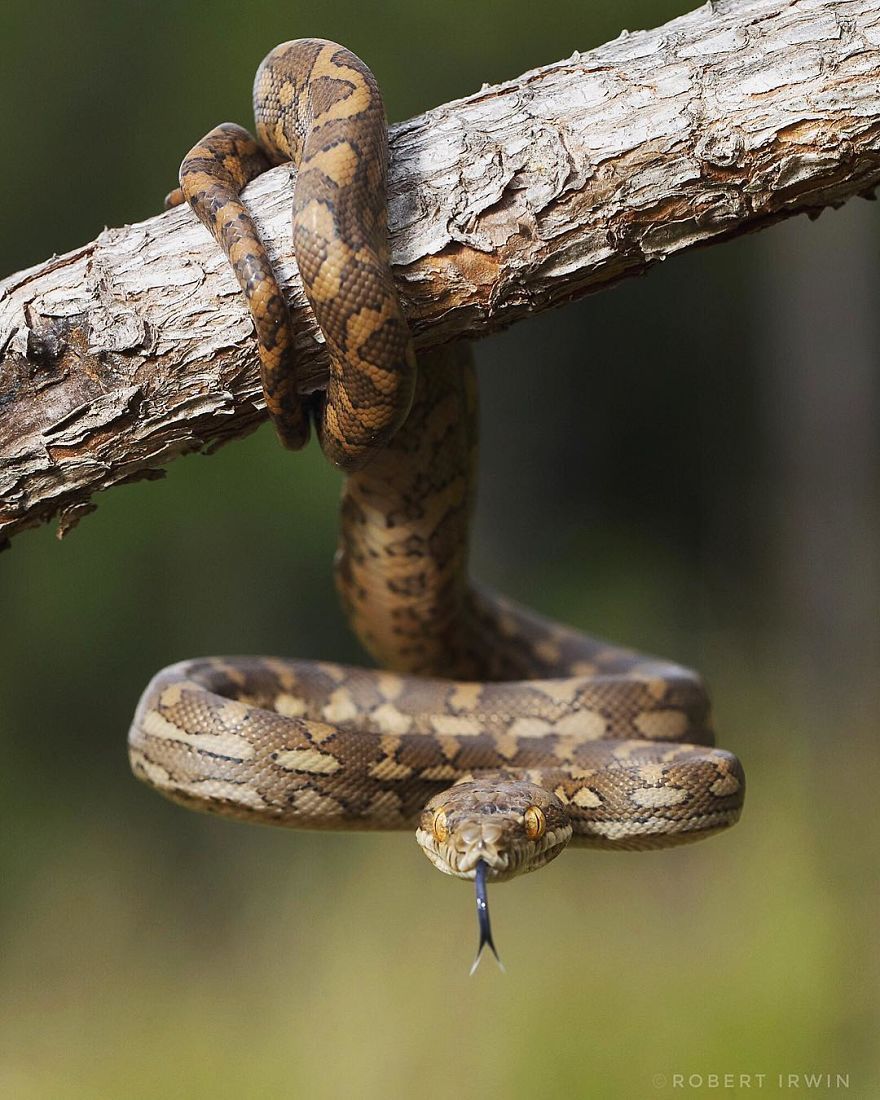 Le fils de 14 ans de Steve Irwin est un photographe primé et voici 40 photos pour le prouver ! By Ipnoze.com                       Robert-irwin-photographie-013