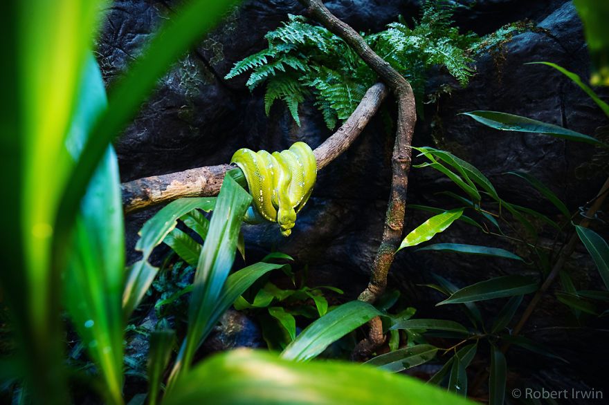 Le fils de 14 ans de Steve Irwin est un photographe primé et voici 40 photos pour le prouver ! By Ipnoze.com                       Robert-irwin-photographie-028