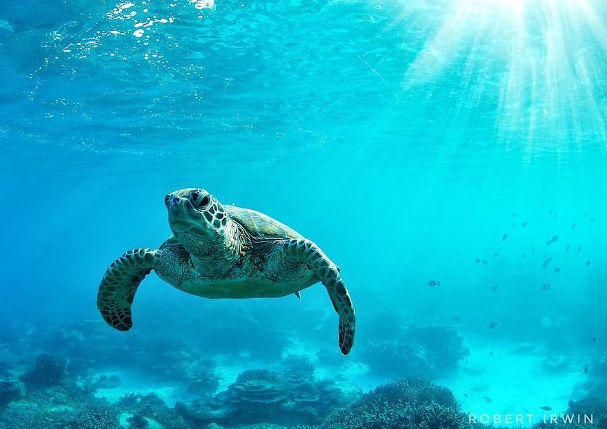 Le fils de 14 ans de Steve Irwin est un photographe primé et voici 40 photos pour le prouver ! By Ipnoze.com                       Robert-irwin-photographie-044