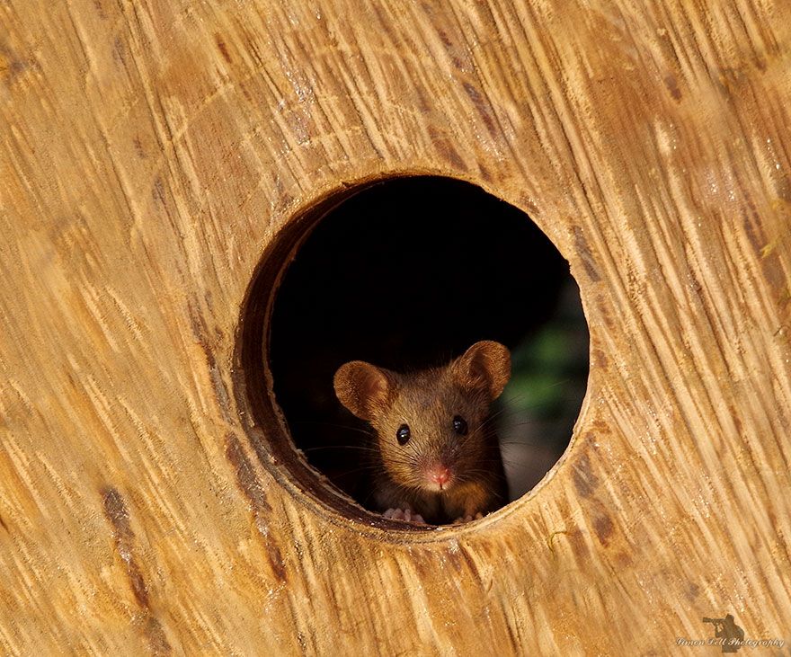 Un homme a découvert une famille de souris vivant dans son jardin et leur a construit un village miniature