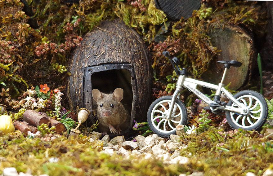 Un homme a découvert une famille de souris vivant dans son jardin et leur a construit un village miniature