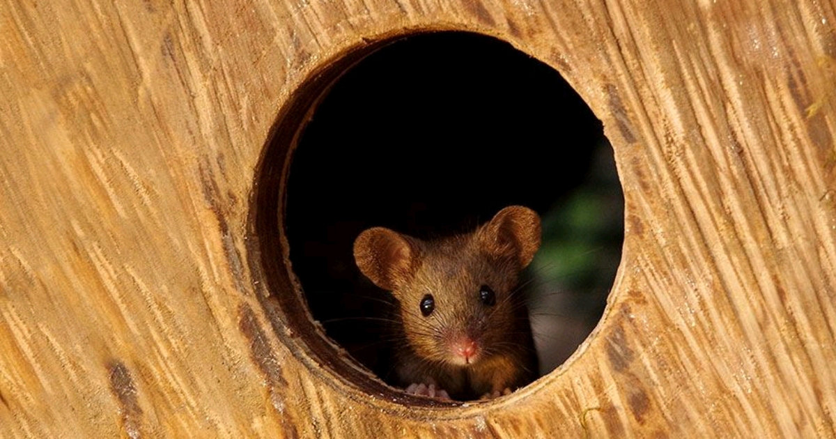 Un homme a découvert une famille de souris vivant dans son jardin et leur a construit un village miniature