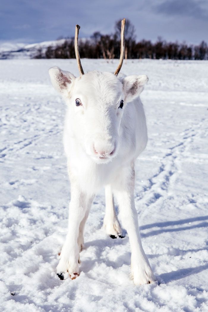 Il photographie un bébé renne blanc extrêmement rare lors d’une randonnée en Norvège (6 photos)