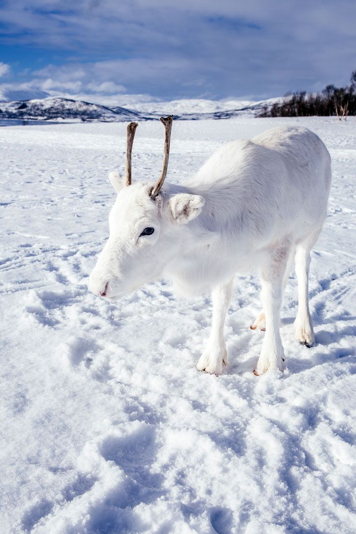 Il photographie un bébé renne blanc extrêmement rare lors d’une randonnée en Norvège (6 photos)