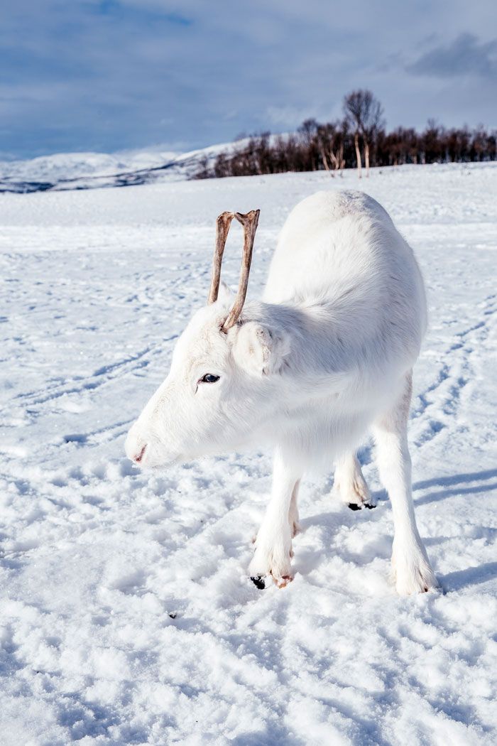 Il photographie un bébé renne blanc extrêmement rare lors d’une randonnée en Norvège (6 photos)