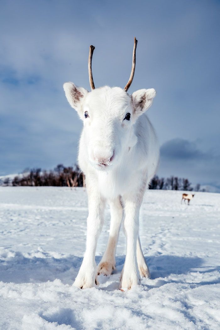 Il photographie un bébé renne blanc extrêmement rare lors d’une randonnée en Norvège (6 photos)