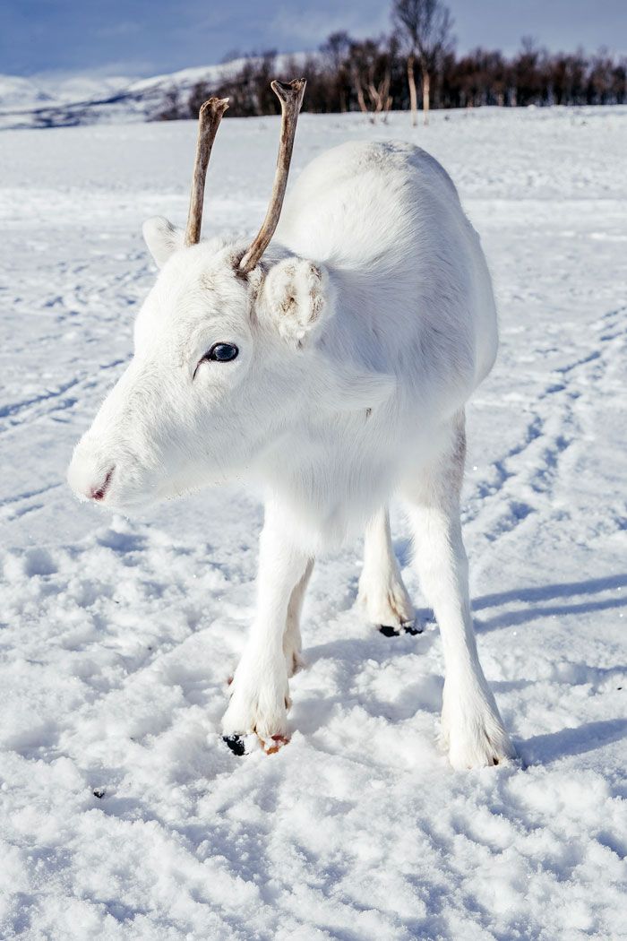 Il photographie un bébé renne blanc extrêmement rare lors d’une randonnée en Norvège (6 photos)