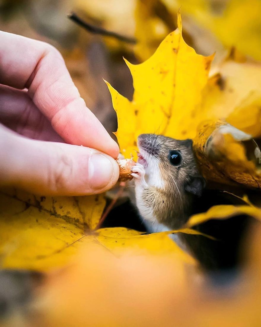 33 photos magiques d’animaux qui prouvent que les forêts enchantées existent en Finlande