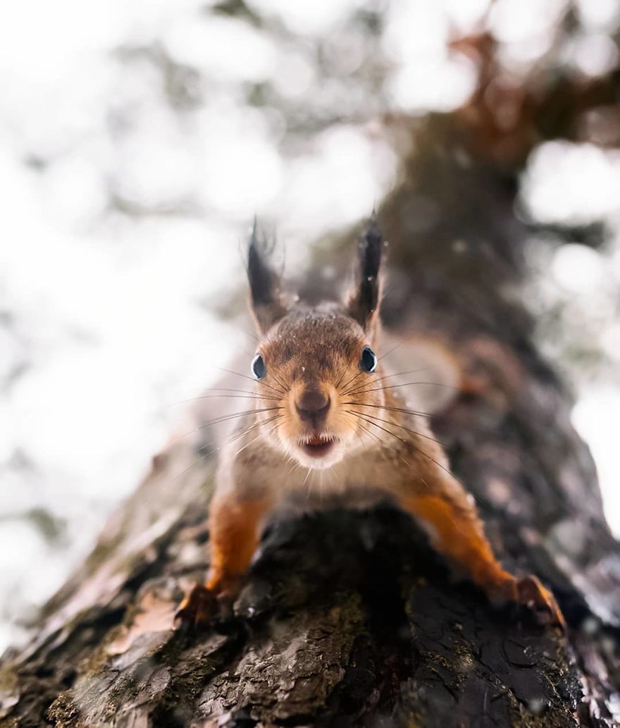 33 photos magiques d’animaux qui prouvent que les forêts enchantées existent en Finlande