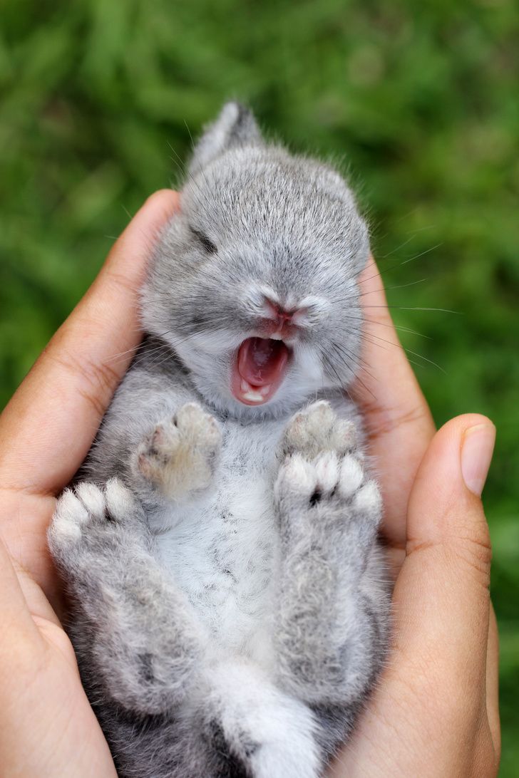 La photo mignonne de la semaine !  Bebes-animaux-mignons-droles-001