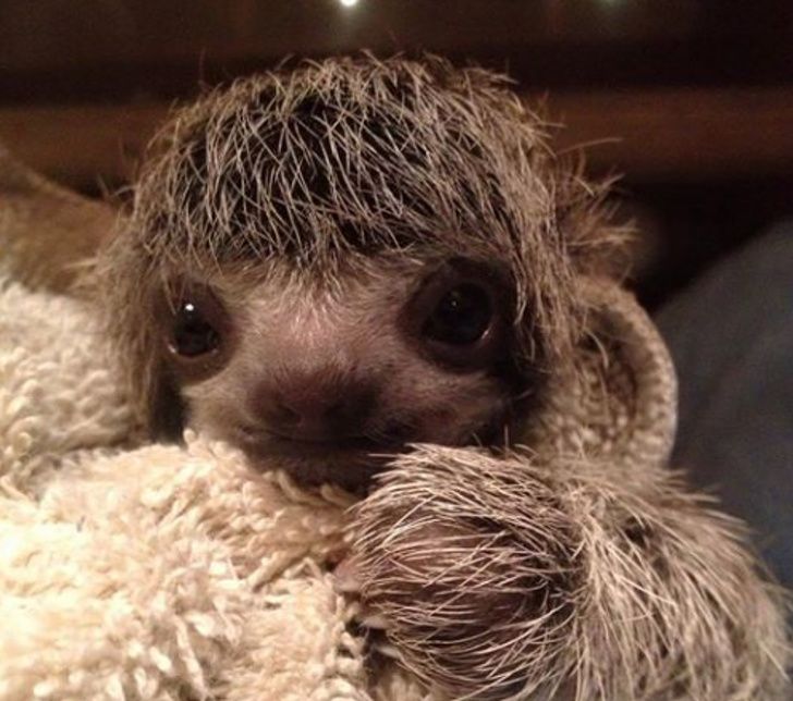 31 Bebes Animaux Mignons Qui Peuvent Faire Fondre Meme Les Coeurs De Glace Nouvelles Images Ipnoze