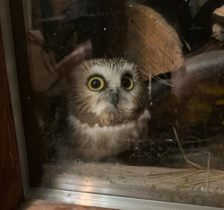 31 Bebes Animaux Mignons Qui Peuvent Faire Fondre Meme Les Coeurs De Glace Nouvelles Images Ipnoze 31 Bebes Animaux Mignons Qui Peuvent Faire Fondre Meme Les Coeurs De Glace Nouvelles Images Ipnoze