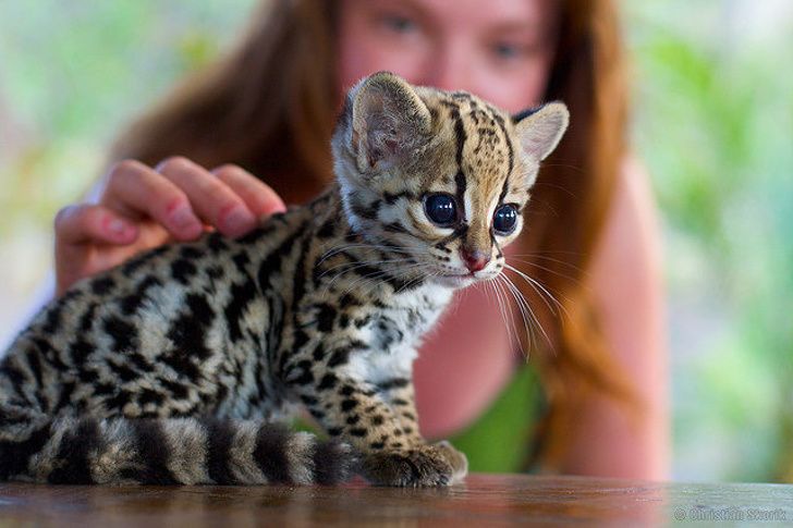 31 Bebes Animaux Mignons Qui Peuvent Faire Fondre Meme Les Coeurs De Glace Nouvelles Images Ipnoze