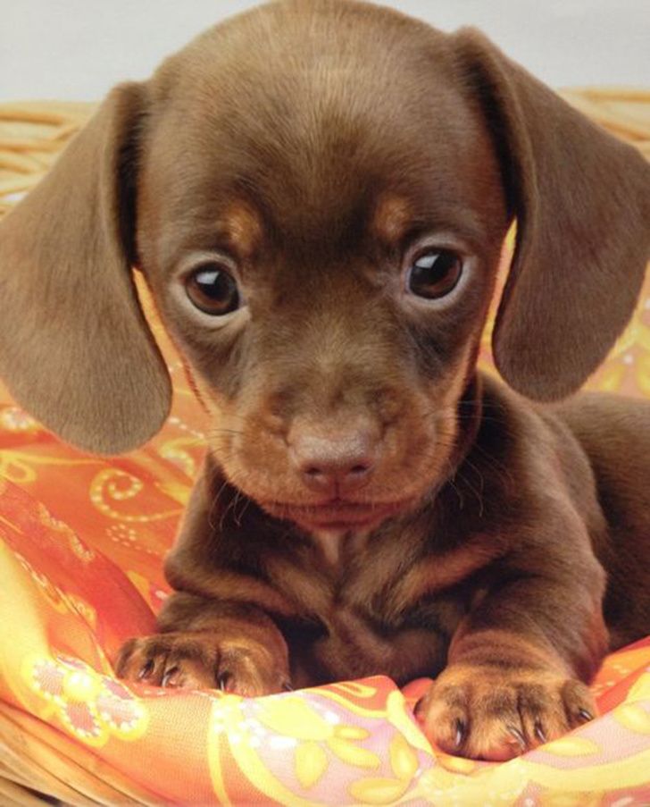31 Bebes Animaux Mignons Qui Peuvent Faire Fondre Meme Les Coeurs De Glace Nouvelles Images Ipnoze