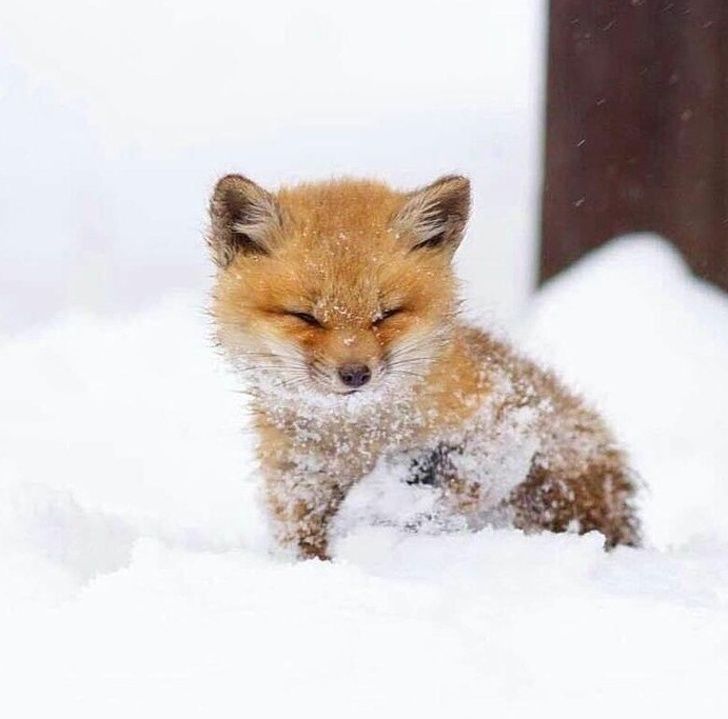 31 Bebes Animaux Mignons Qui Peuvent Faire Fondre Meme Les Coeurs De Glace Nouvelles Images Ipnoze 31 Bebes Animaux Mignons Qui Peuvent Faire Fondre Meme Les Coeurs De Glace Nouvelles Images Ipnoze