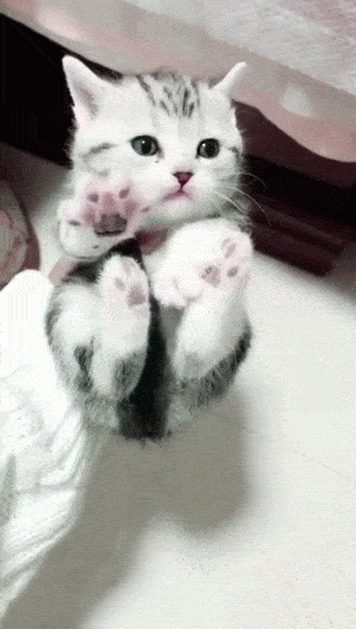 31 Bebes Animaux Mignons Qui Peuvent Faire Fondre Meme Les Coeurs De Glace Nouvelles Images Ipnoze 31 Bebes Animaux Mignons Qui Peuvent Faire Fondre Meme Les Coeurs De Glace Nouvelles Images Ipnoze