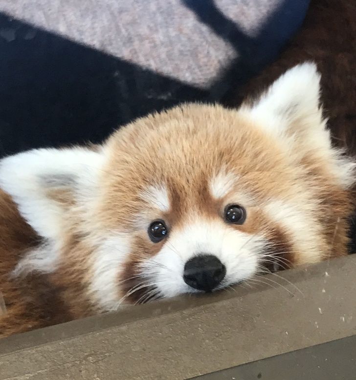 31 Bebes Animaux Mignons Qui Peuvent Faire Fondre Meme Les Coeurs De Glace Nouvelles Images Ipnoze 31 Bebes Animaux Mignons Qui Peuvent Faire Fondre Meme Les Coeurs De Glace Nouvelles Images Ipnoze