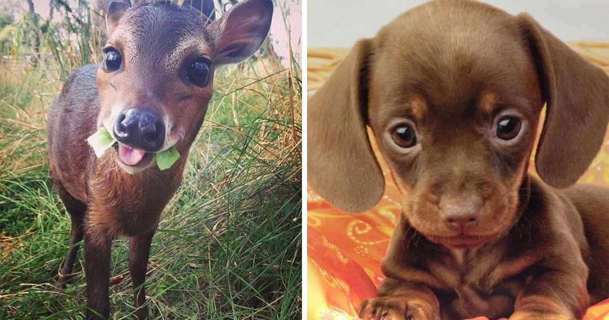 31 Bebes Animaux Mignons Qui Peuvent Faire Fondre Meme Les Coeurs De Glace Nouvelles Images Ipnoze 31 Bebes Animaux Mignons Qui Peuvent Faire Fondre Meme Les Coeurs De Glace Nouvelles Images Ipnoze