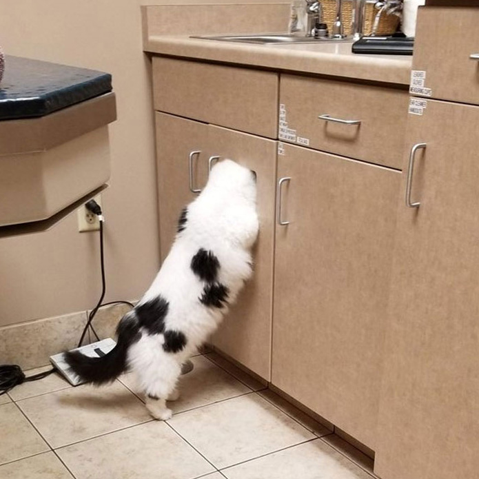 Quelqu’un a partagé une photo de son chat caché chez le vétérinaire et les internautes ont répondu avec leurs propres photos hilarantes