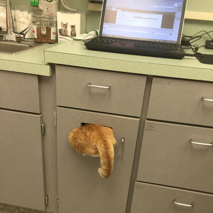 Quelqu’un a partagé une photo de son chat caché chez le vétérinaire et les internautes ont répondu avec leurs propres photos hilarantes