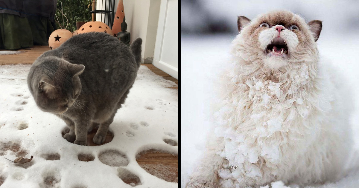 23 Fois Ou Les Chats Ont Prouve Qu Ils Ne Sont Pas Faits Pour La Neige Ipnoze 23 Fois Ou Les Chats Ont Prouve Qu Ils Ne Sont Pas Faits Pour La Neige Ipnoze
