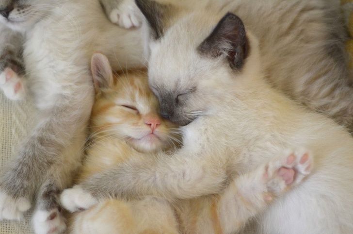 Si jamais tu es triste, ces 31 chats endormis vont te faire sourire