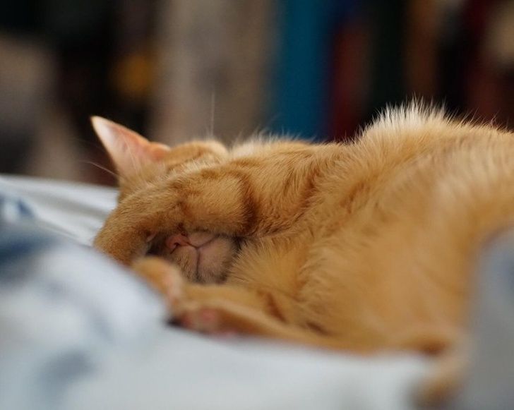 Si jamais tu es triste, ces 31 chats endormis vont te faire sourire