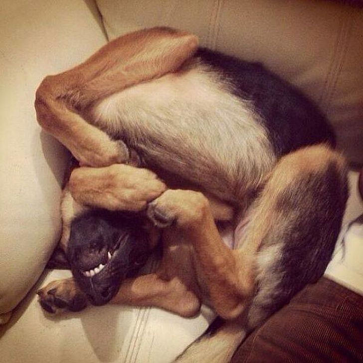 23 fois où des chiens étaient si bizarres qu’on était incapable d’expliquer leur comportement