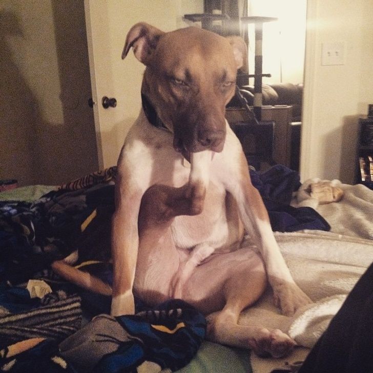 23 fois où des chiens étaient si bizarres qu’on était incapable d’expliquer leur comportement