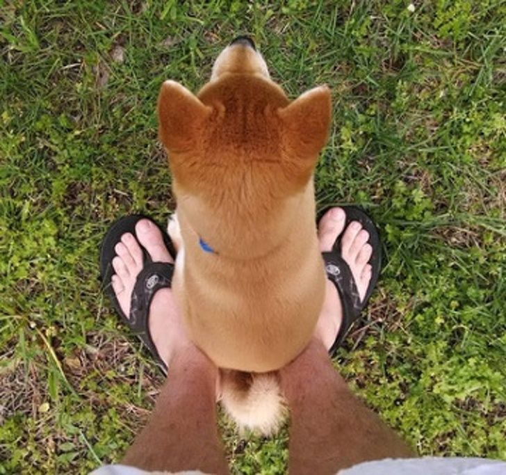 23 fois où des chiens étaient si bizarres qu’on était incapable d’expliquer leur comportement