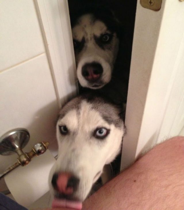 23 fois où des chiens étaient si bizarres qu’on était incapable d