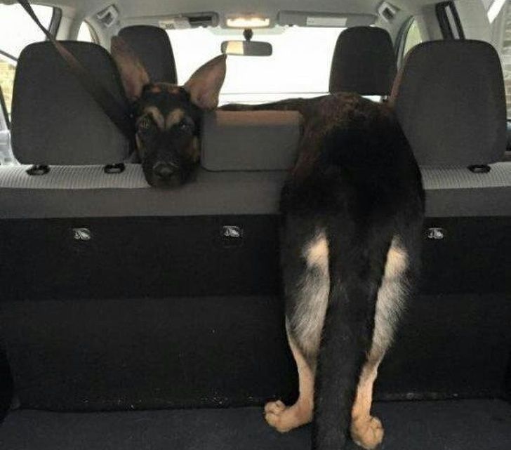 23 fois où des chiens étaient si bizarres qu’on était incapable d’expliquer leur comportement