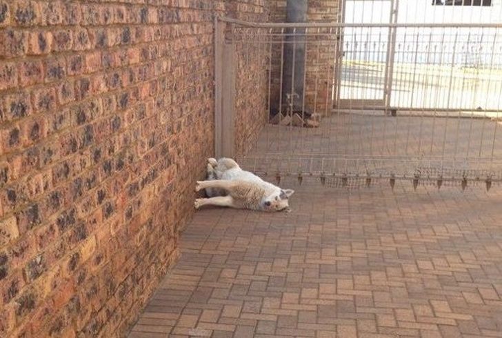 23 fois où des chiens étaient si bizarres qu’on était incapable d’expliquer leur comportement
