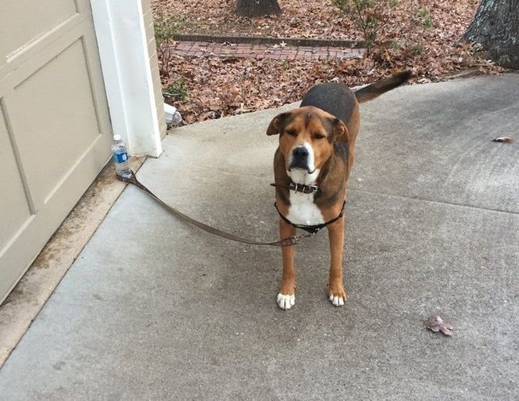 23 fois où des chiens étaient si bizarres qu’on était incapable d’expliquer leur comportement