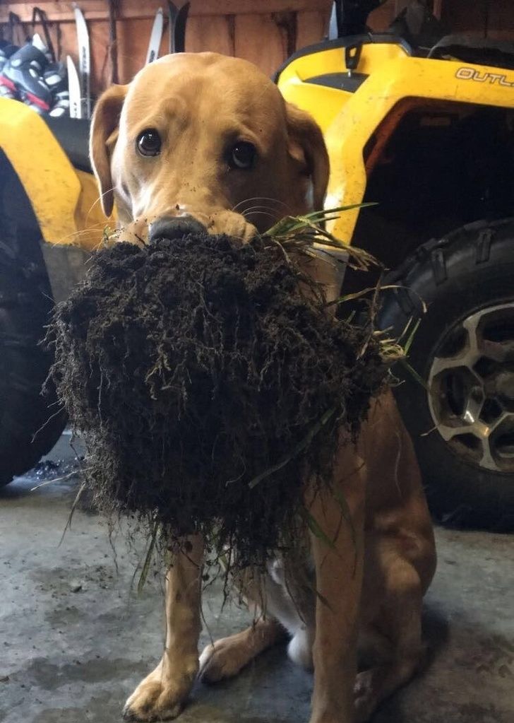 23 fois où des chiens étaient si bizarres qu’on était incapable d’expliquer leur comportement