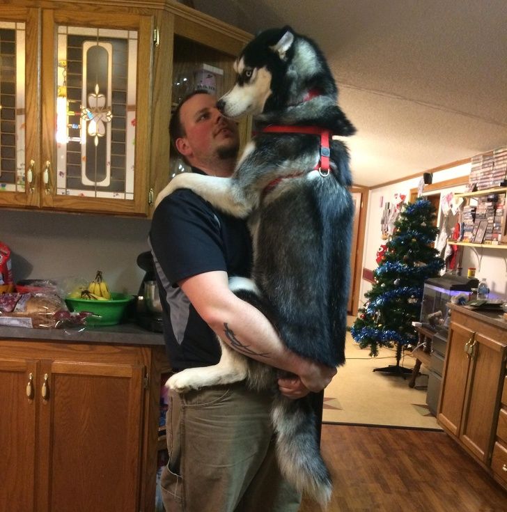 23 fois où des chiens étaient si bizarres qu’on était incapable d’expliquer leur comportement