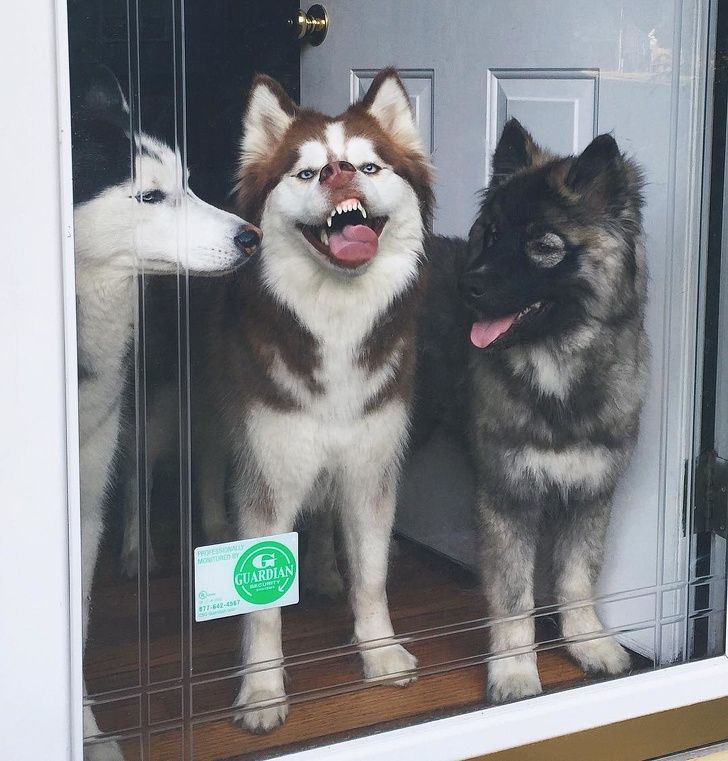 23 fois où des chiens étaient si bizarres qu’on était incapable d’expliquer leur comportement
