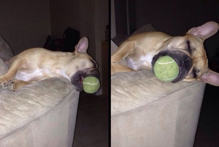 23 fois où des chiens étaient si bizarres qu’on était incapable d’expliquer leur comportement