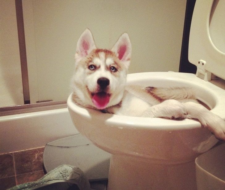 23 fois où des chiens étaient si bizarres qu’on était incapable d’expliquer leur comportement
