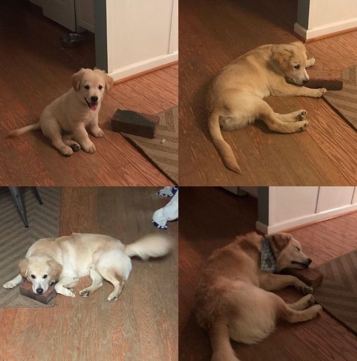 23 fois où des chiens étaient si bizarres qu’on était incapable d’expliquer leur comportement