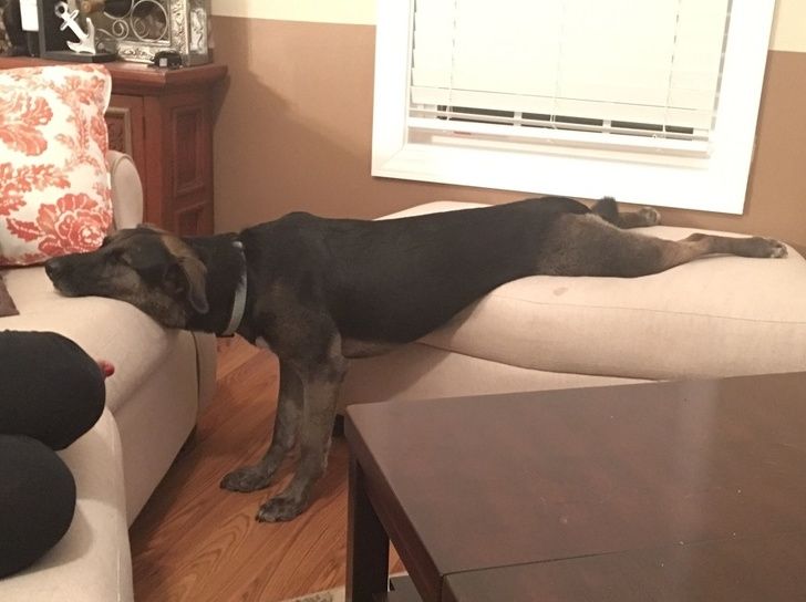 23 fois où des chiens étaient si bizarres qu’on était incapable d’expliquer leur comportement