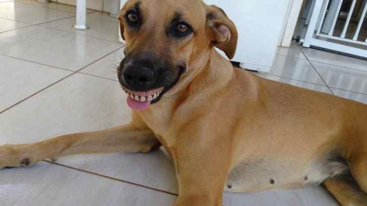 23 fois où des chiens étaient si bizarres qu’on était incapable d’expliquer leur comportement
