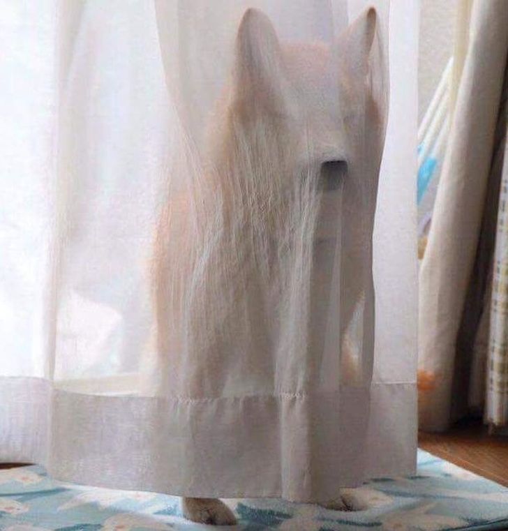 23 fois où des chiens étaient si bizarres qu’on était incapable d’expliquer leur comportement