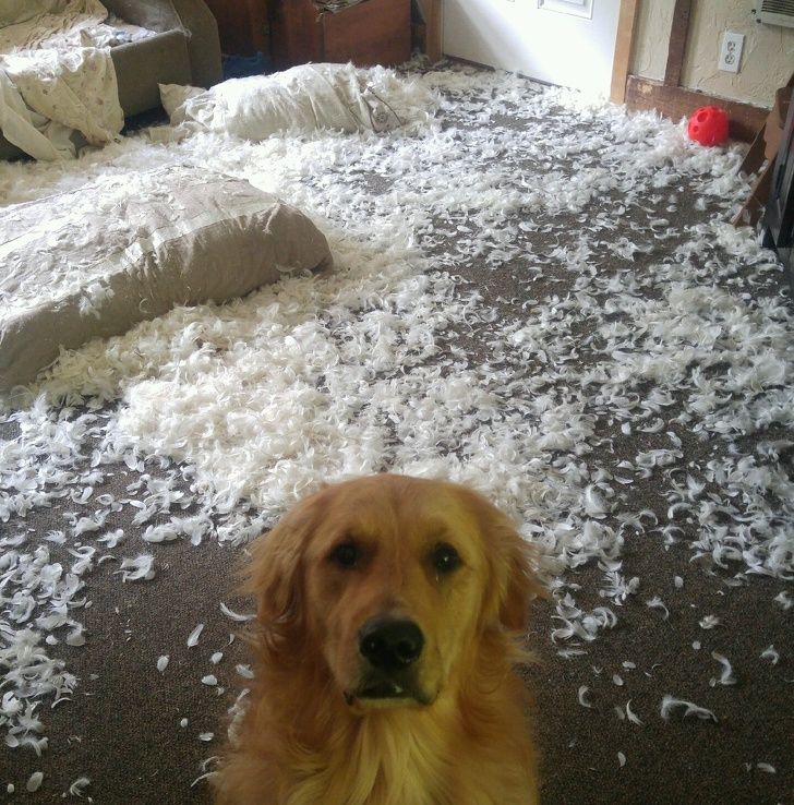 23 fois où des chiens étaient si bizarres qu’on était incapable d’expliquer leur comportement