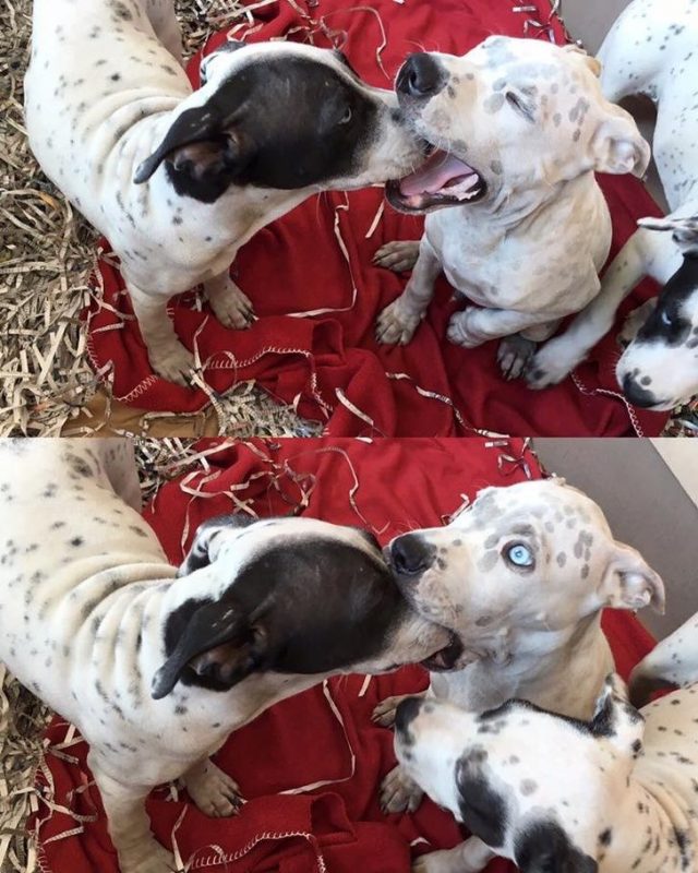 23 fois où des chiens étaient si bizarres qu’on était incapable d