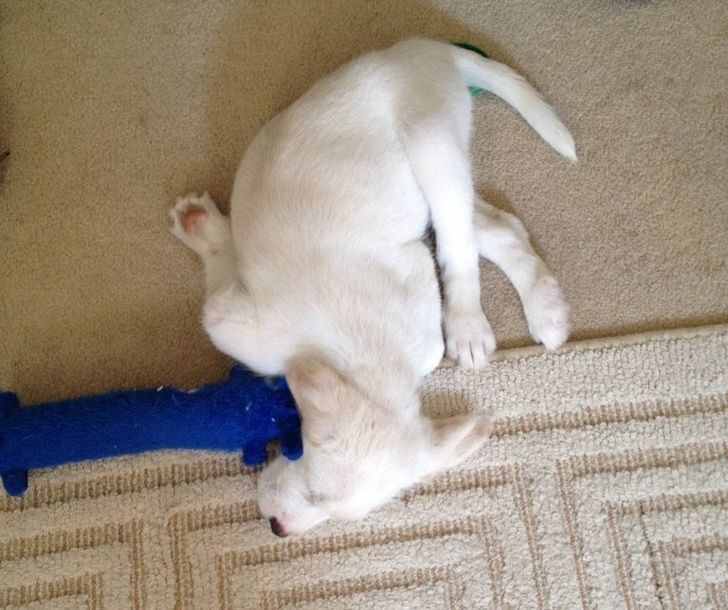 23 fois où des chiens étaient si bizarres qu’on était incapable d
