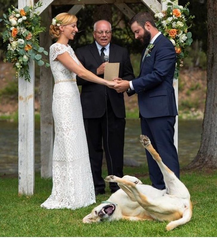 23 fois où des chiens étaient si bizarres qu’on était incapable d’expliquer leur comportement