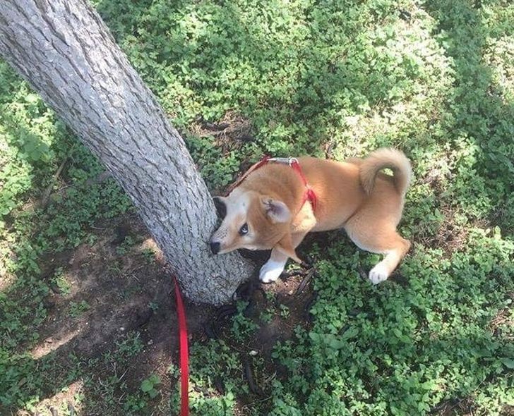 23 fois où des chiens étaient si bizarres qu’on était incapable d’expliquer leur comportement